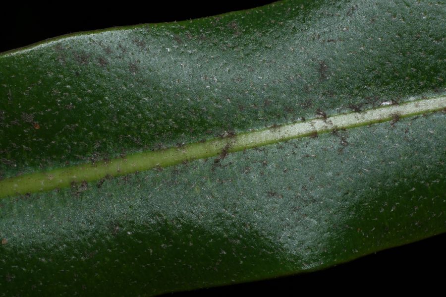 Dryopteridaceae Elaphoglossum conspersum