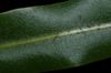 image of Elaphoglossum conspersum