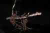 image of Elaphoglossum conspersum