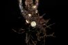 image of Elaphoglossum conspersum
