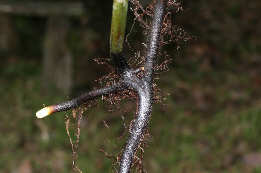 Dennstaedtiaceae Histiopteris incisa