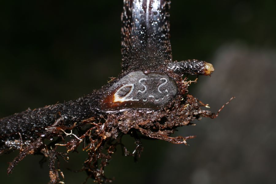 Dennstaedtiaceae Histiopteris incisa