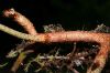 image of Pleopeltis myriolepis
