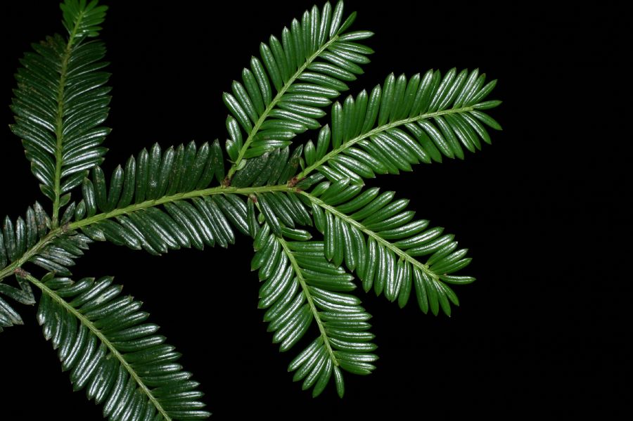 Podocarpaceae Prumnopitys standleyi