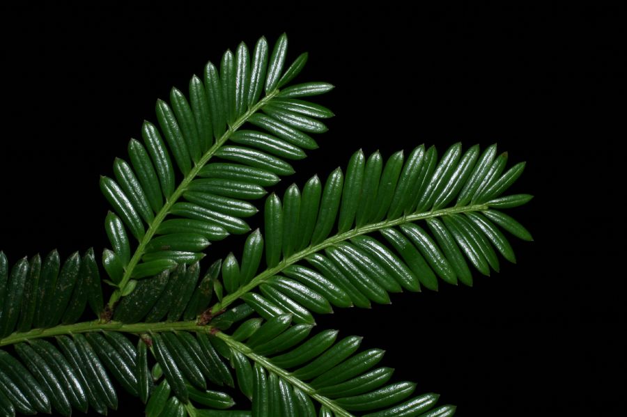 Podocarpaceae Prumnopitys standleyi