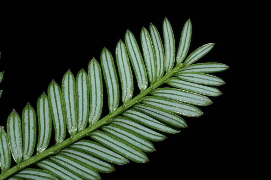 Podocarpaceae Prumnopitys standleyi