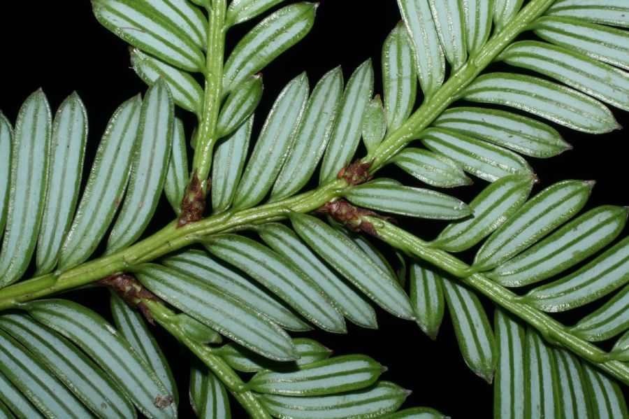 Podocarpaceae Prumnopitys standleyi
