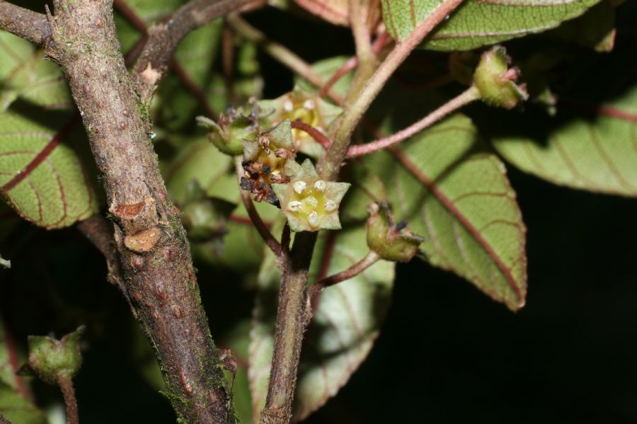 Rhamnaceae Rhamnus oreodendron