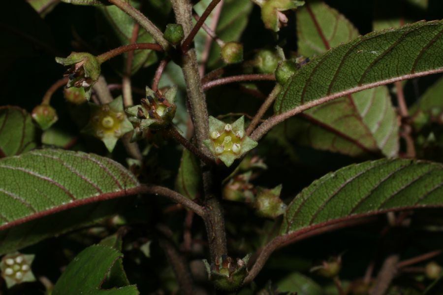 Rhamnaceae Rhamnus oreodendron