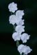 image of Convallaria majalis