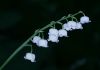 image of Convallaria majalis