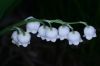 image of Convallaria majalis
