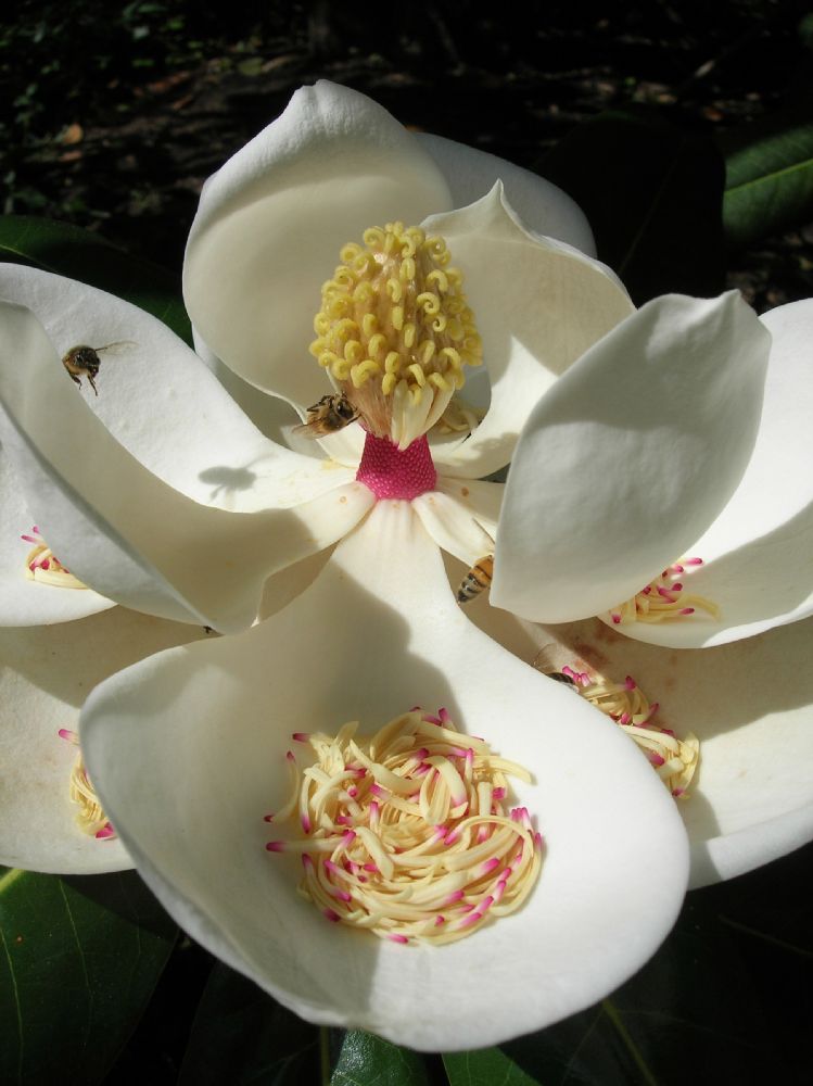 Magnoliaceae Magnolia grandiflora