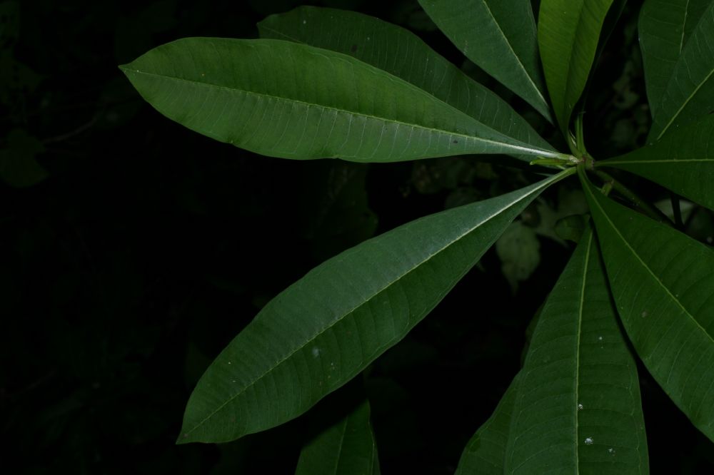 Apocynaceae Thevetia ovata