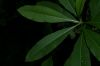 image of Thevetia ovata