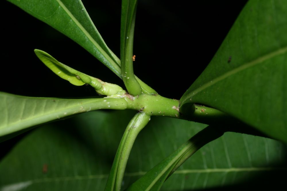 Apocynaceae Thevetia ovata