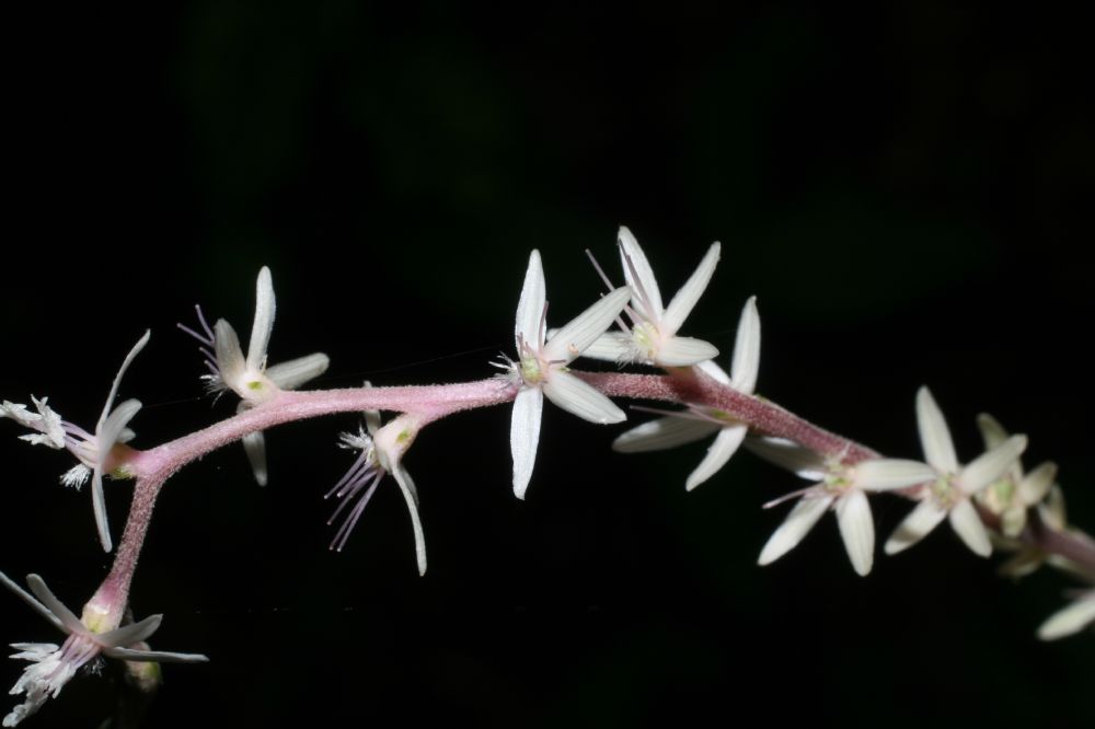 Phytolaccaceae Petiveria alliacea