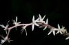 image of Petiveria alliacea