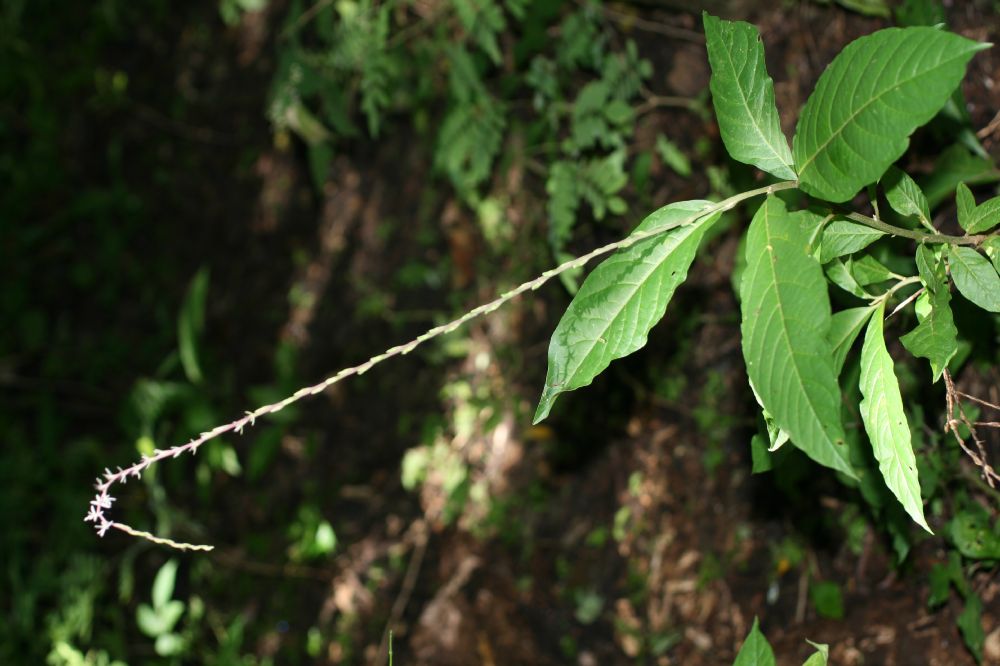 Phytolaccaceae Petiveria alliacea