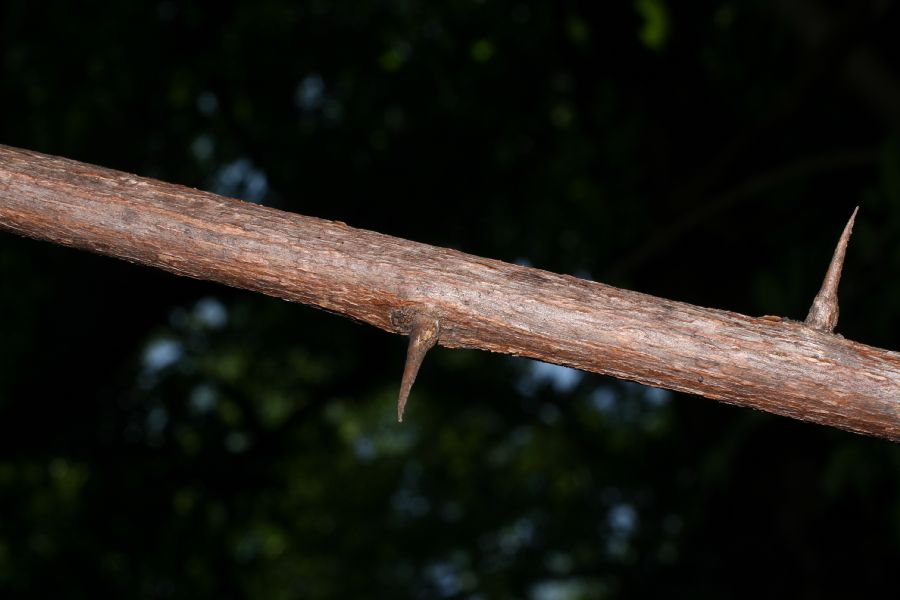 Combretaceae Combretum decandrum