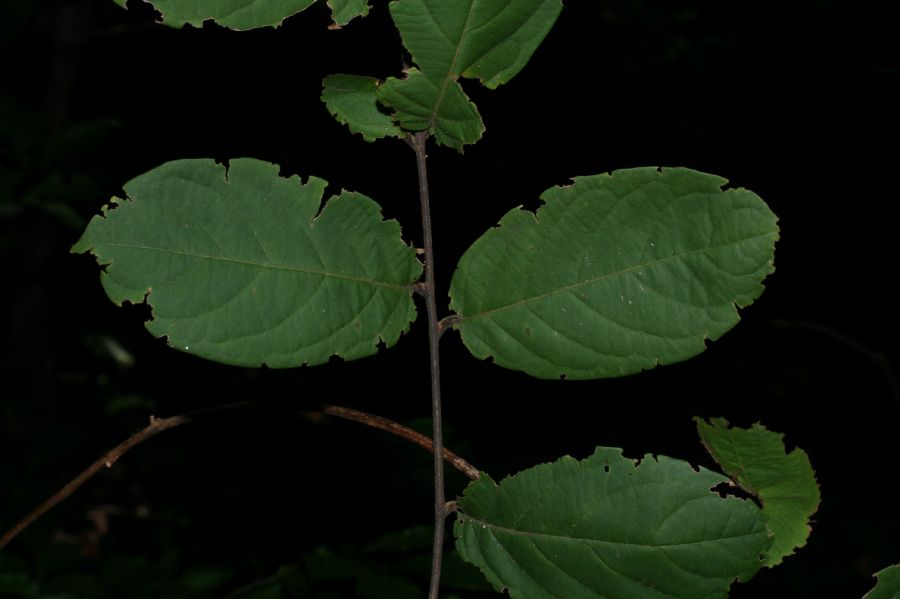 Combretaceae Combretum decandrum