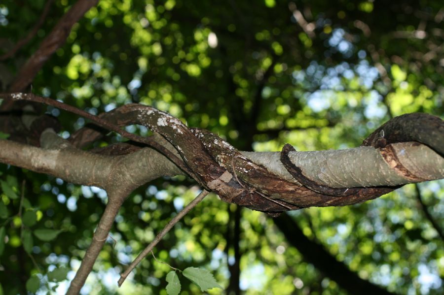 Combretaceae Combretum decandrum