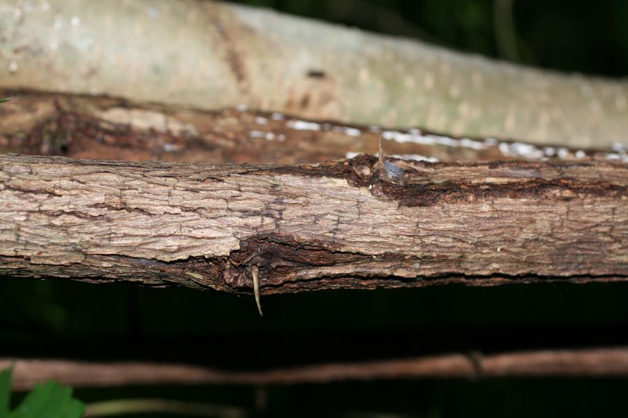 Combretaceae Combretum decandrum