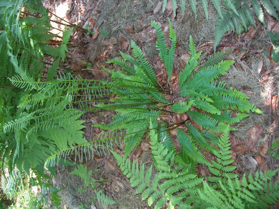 Blechnaceae Struthiopteris spicant