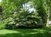 image of Cornus kousa