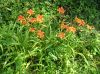 image of Hemerocallis fulva