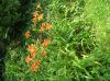 image of Hemerocallis fulva
