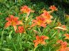 image of Hemerocallis fulva