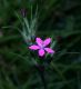 image of Dianthus armeria