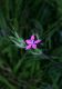 image of Dianthus armeria