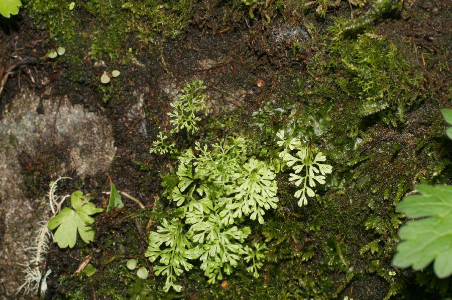 Pteridaceae Anogramma leptophylla