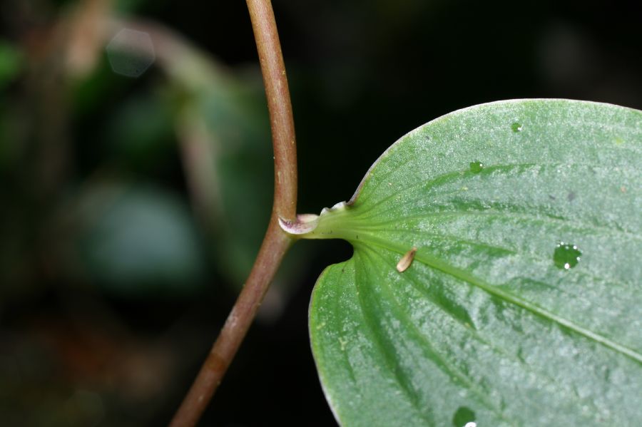 Alstroemeriaceae Bomarea suberecta