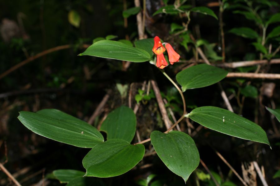 Alstroemeriaceae Bomarea suberecta