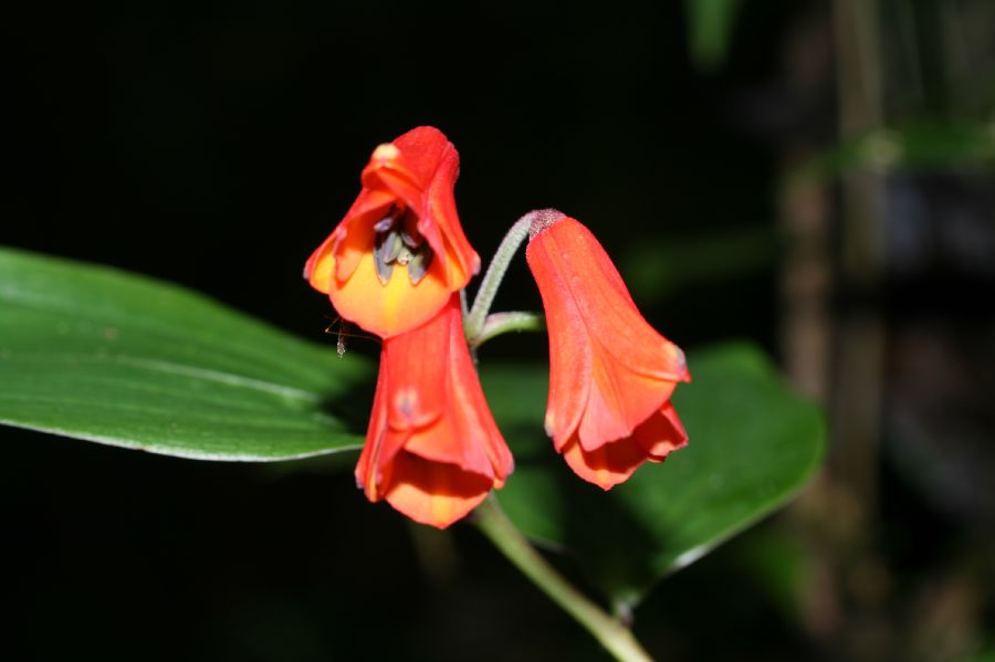 Alstroemeriaceae Bomarea suberecta