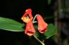 image of Bomarea suberecta
