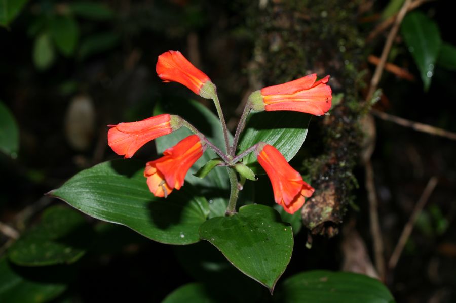 Alstroemeriaceae Bomarea suberecta