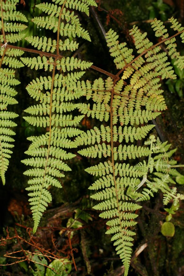 Dennstaedtiaceae Hypolepis trichobacilliformis