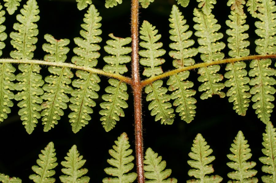 Dennstaedtiaceae Hypolepis trichobacilliformis
