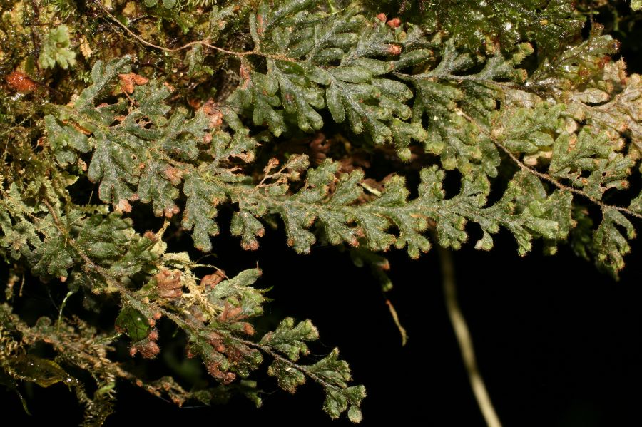Hymenophyllaceae Hymenophyllum 
