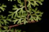 image of Jamesonia flexuosa