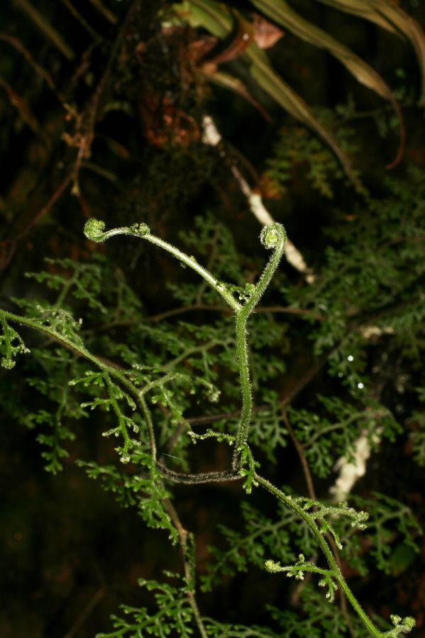 Pteridaceae Jamesonia flexuosa
