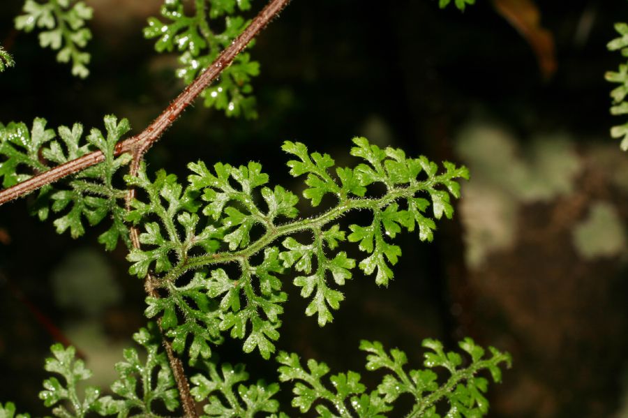 Pteridaceae Jamesonia flexuosa