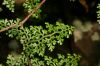 image of Jamesonia flexuosa