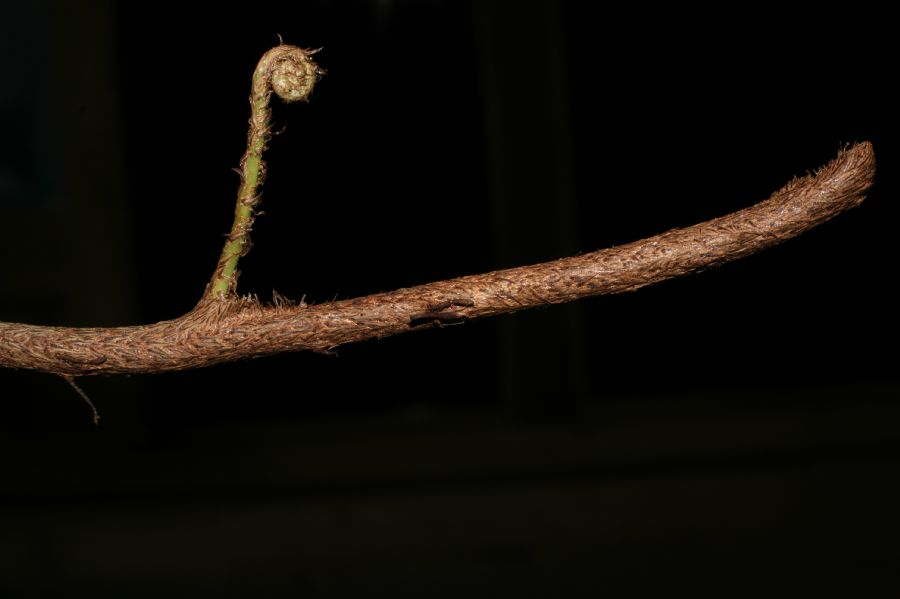 Polypodiaceae Pleopeltis montigena