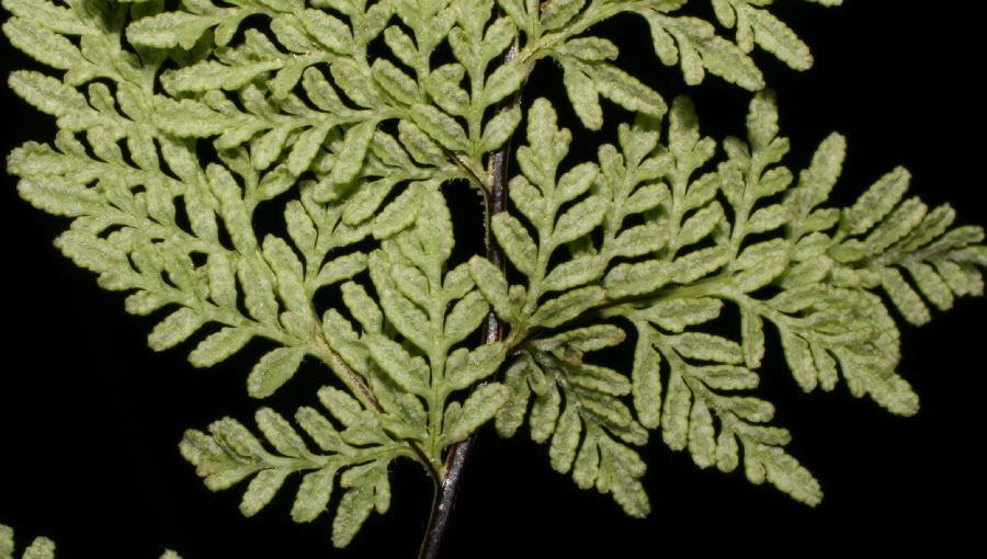 Pteridaceae Gaga marginata
