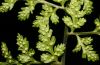 image of Cystopteris fragilis